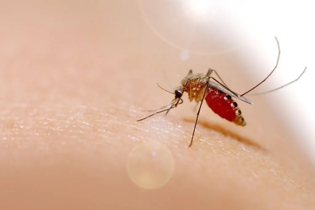 Proteja-se: Porquê a Vacinação contra Dengue é Essencial